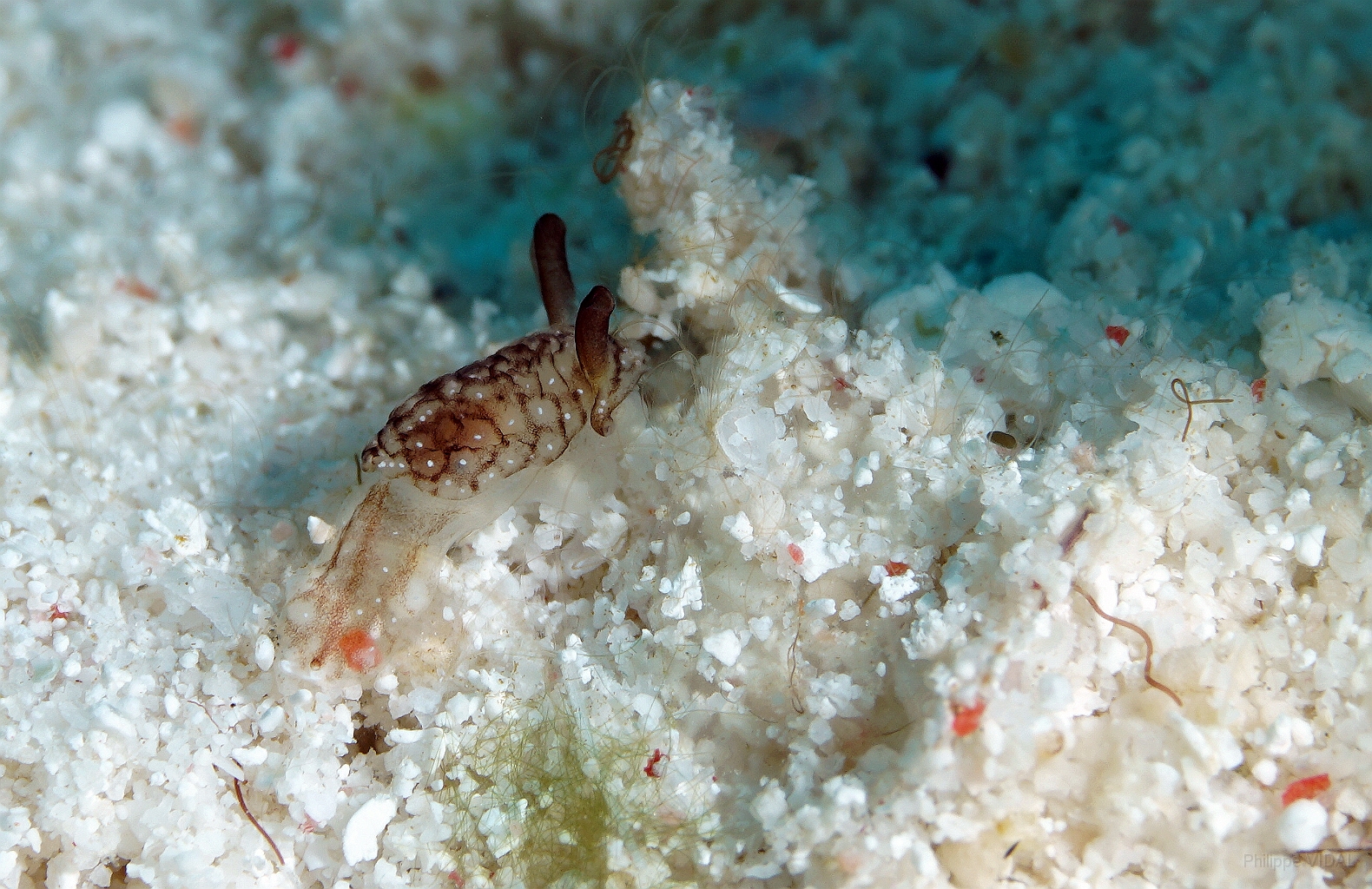 Banda Sea 2018 - DSC06541_rc - Baby nudibranch undetermined.jpg